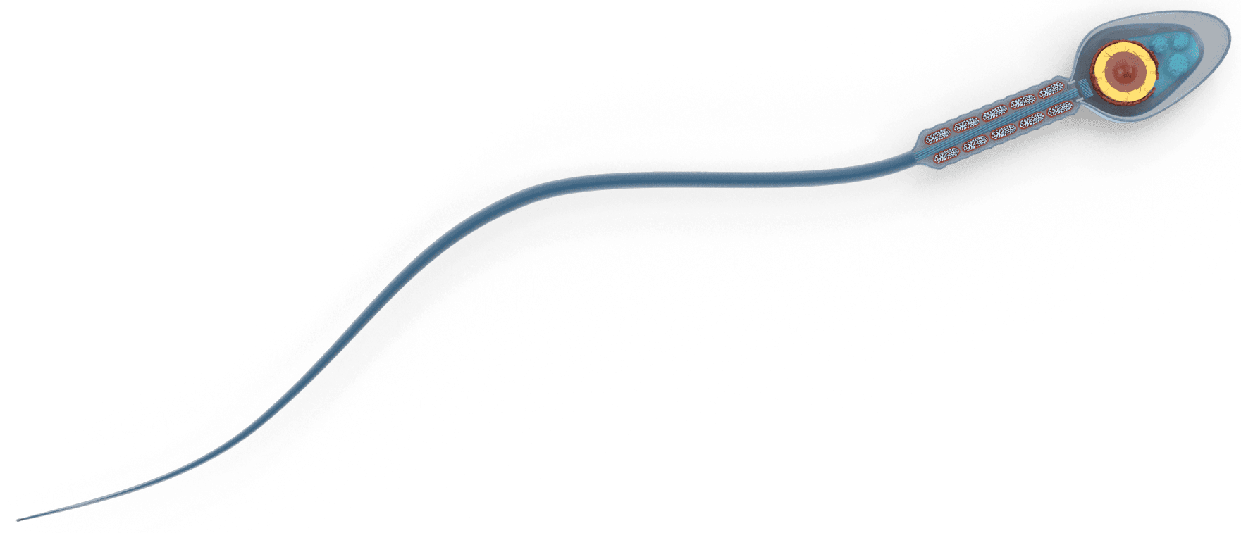 Spermien Zellen